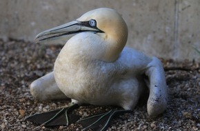 Landesbund für Vogel- und Naturschutz in Bayern (LBV) e. V.: Sensation: Basstölpel in Bayern bruchgelandet / Hochseevogel in der Oberpfalz gefunden - geschwächtes Tier wird in LBV-Vogelauffangstation gepflegt - Auswilderung an der Nordsee geplant