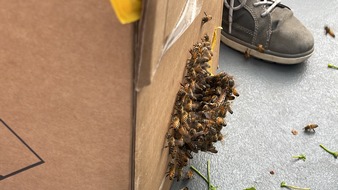 FW-Langenfeld: Bienenschwarm auf Abwegen