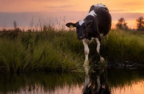 ANINOVA-Stiftung: ANINOVA-Stiftung verdoppelt Spenden f&uuml;r f&uuml;nf vegane Lebensh&ouml;fe
