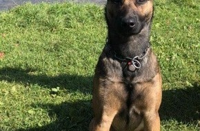 Polizei Köln: POL-K: 250331-3-K Polizeihund "Woodstock" fasst Kiosk-Einbrecher - 47-Jähriger wird Haftrichter vorgeführt