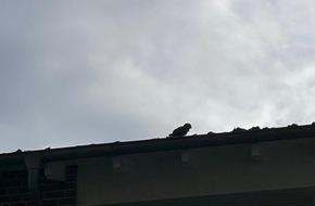 Feuerwehr Bocholt: FW Bocholt: Papagei auf Abwegen