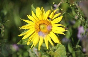 iglo Deutschland: "Mach mit! Lass Blumen blühen!" / Flower-Power für mehr Insekten-Power