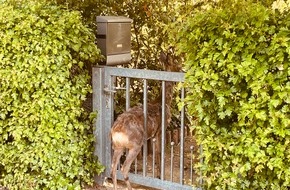 Freiwillige Feuerwehr Lehrte: FW Lehrte: Reh in Eingangspforte eingeklemmt
