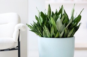 Blumenbüro: Zimmerpflanzen als grüne Superhelden: Stress-Befreier, mit extra Boost fürs Wohlbefinden und für mehr Verbundenheit mit der Natur