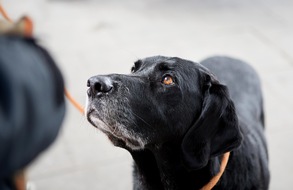 VIER PFOTEN - Stiftung für Tierschutz: Journée mondiale des animaux: adopter plutôt qu'acheter un animal de compagnie