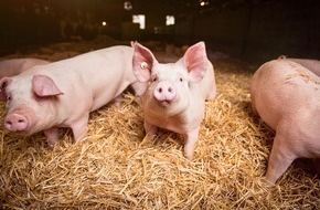 Kaufland: Kaufland setzt ein Zeichen für hohe Tierwohlstandards / EU will freiwillige Standards für Umwelt und Tierwohl verbieten