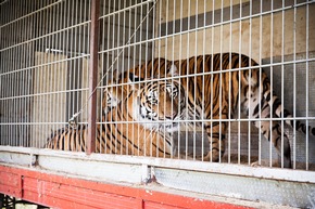 Italien beschließt Verbot von Tieren im Zirkus // VIER PFOTEN: &quot;Deutschland ist trauriges Schlusslicht in Europa&quot;