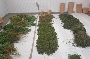Landeskriminalamt Schleswig-Holstein: LKA-SH: Pressemitteilung der Gemeinsamen Ermittlungsgruppe Rauschgift (GER)und der Staatsanwaltschaft Itzehoe: Fahnder entdecken Cannabisplantage mit mehr als 500 Pflanzen