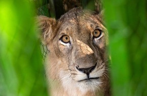 VIER PFOTEN - Stiftung für Tierschutz: Krieg im Sudan: Gerettete Löwen und Hyänen in Sicherheit