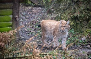 Natur- und Tierpark Goldau: Neuer Luchs bereichert Natur- und Tierpark Goldau