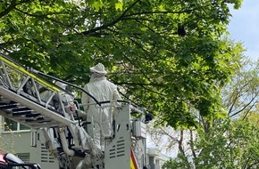 Feuerwehr Dortmund: FW-DO: Bienenschwarm auf der Straße beschäftigt Feuerwehr