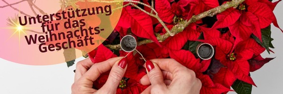 Stars for Europe GbR: Unterstützung für das Weihnachts-Geschäft: Mit kostenlosen Marketingmaterialien den Weihnachtsstern-Absatz steigern