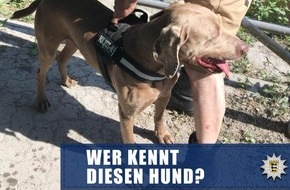 Polizeipräsidium Karlsruhe: POL-KA: (KA) Karlsruhe - Frau durch Hundebiss verletzt - Suche nach Hundebesitzer