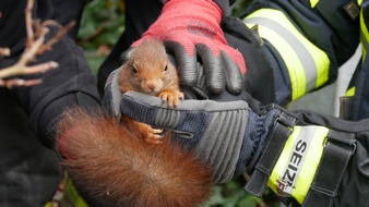 FW Celle: Eichhörnchen aus misslicher Lage befreit - Celler Feuerwehr befreit Eichhörnchen aus zwei Meter hohem Zaunpfahl