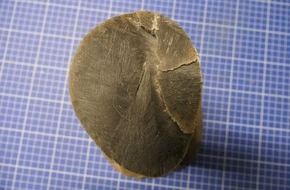 Hauptzollamt Dresden: HZA-DD: Reisender schmuggelt Elfenbein / Hornst&uuml;ck eines Nashorns in einer Paketsendung