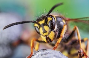 ALK-Abelló Arzneimittel GmbH: Bammel vor Bienen: Jeder Vierte hat Angst - mit Recht?