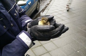 Polizei Düsseldorf: POL-D: Eller - Aus dem Nest gehüpft - Polizisten retten Entenküken - Tierrettung im Einsatz