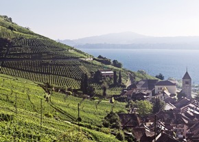 «Bärner Winzer:innen z Bärn» – die Vielfalt  der Berner Weine entdecken