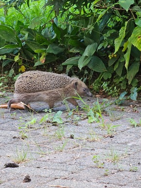 Igel: Jetzt heißt es Fettreserven anlegen