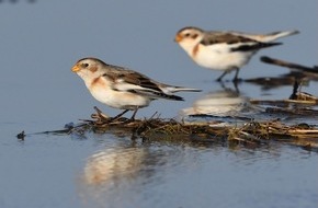 Heinz Sielmann Stiftung: PM Manche V&ouml;gel m&ouml;gen&rsquo;s kalt: Diese f&uuml;nf gefiederten Winterg&auml;ste kennt kaum jemand