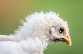 LIDL Schweiz: Lidl Suisse intègre des produits " Henne & Hahn " (poule & coq) dans son assortiment / Promotion de l'élevage de poussins mâles