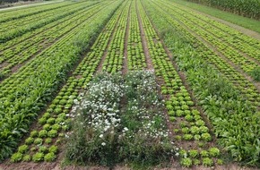 Deutsche Bundesstiftung Umwelt (DBU): Detox auf dem Acker: Mit weniger Pestiziden Ernährung sichern