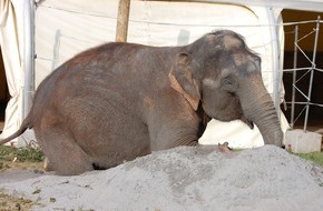 Aktionsbündnis "Tiere gehören zum Circus": Aktionsbündnis kritisiert Alleingang von Cornelie Jäger bei der Elefantenhaltung im Zirkus