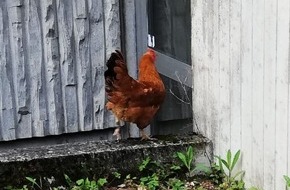 Polizeidirektion Neustadt/Weinstraße: POL-PDNW: (Frankeneck) Huhn sorgt für Polizei- und Feuerwehreinsatz