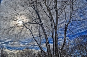 Baumpflege Kasper GmbH: Baumbewässerung: Stark und vital durch den Winter