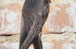 NABU: NABU kürt Mauersegler zum "Vogel des Jahres 2003"