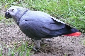 Polizeidirektion Wittlich: POL-PDWIL: Vermisster Graupapagei