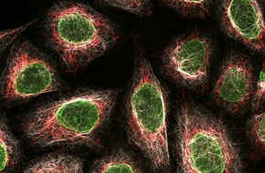 Fördergesellschaft IZB mbH: ChromoTek has launched next level of secondary antibodies
