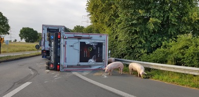 Freiwillige Feuerwehr Werne: FW-WRN: TH_2 - Umgestürzter Schweinetransporter, keine Person eingeklemmt