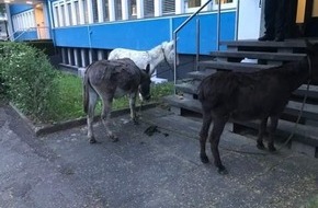Polizei Bonn: POL-BN: Bad Godesberg: Drei Esel auf Abwegen - Polizeistreifen fingen Ausreißer ein