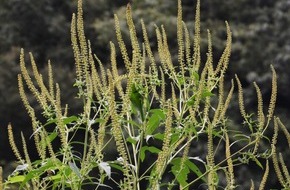 Schutzgemeinschaft Deutscher Wald: Pollenflug aus dem Wald? / Warum immer mehr Menschen eine Allergie entwickeln