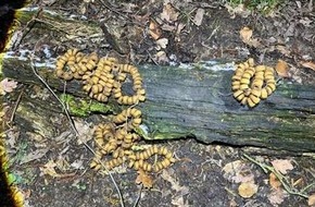 Kreispolizeibeh&ouml;rde Unna: POL-UN: Nachtrag zur Pressemeldung "Warnung vor ausgelegten Giftk&ouml;dern"