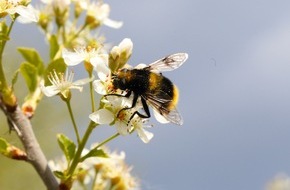 Heinz Sielmann Stiftung: PM In Brandenburg vom Aussterben bedroht: Fake-Hummel in den Mooren von Wanninchen entdeckt