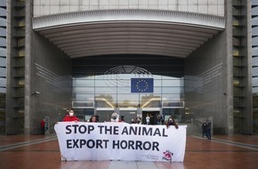 VIER PFOTEN - Stiftung für Tierschutz: UE: QUATRE PATTES insatisfait des recommandations de l'ANIT sur le transport des animaux vivants