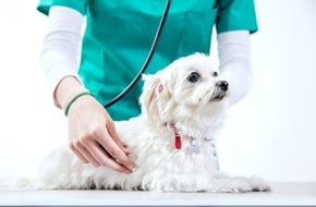 Bundesverband für Tiergesundheit e.V.: Herzerkrankungen beim Hund: Hör auf sein Herz