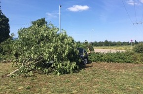 Polizeidirektion Neustadt/Weinstraße: POL-PDNW: Baum chancenlos - Fahrer unverletzt