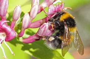 🌱🐝🏆Bundesweiter Deutschland summt!-Pflanzwettbewerb mit ca. 28 Hektar Blühoasen erfolgreich beendet!