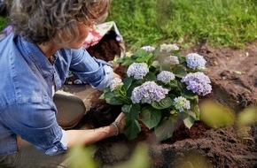 Industrieverband Agrar e.V. (IVA): Hortensien: Richtig pflanzen, schneiden und pflegen f&uuml;r eine &uuml;ppige Bl&uuml;te
