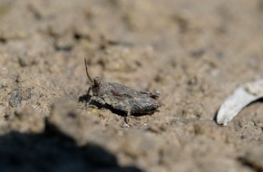 Landesbund f&uuml;r Vogel- und Naturschutz in Bayern (LBV) e. V.: Nach 20 Jahren wiederentdeckt: LBV findet seltene Heuschrecke im Allg&auml;u / T&uuml;rks Dornschrecke an der Trettach bei Oberstdorf nachgewiesen / Wildfl&uuml;sse brauchen dringend Schutz