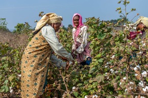&Uuml;ber 40.000 Kleinb&auml;uer*innen in Indien und Tansania bauen Baumwolle gem&auml;&szlig; Regenerative Cotton Standard (RCS) an