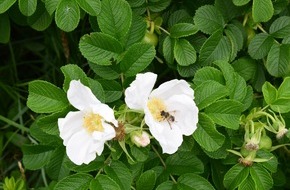 Deutscher Naturschutzring (DNR) e.V.: EuG zum Neonikotinoide-Teilverbot: Insektenschutz steht vor wirtschaftlichen Interessen