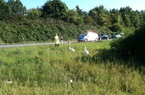 Polizei Düsseldorf: POL-D: Samstag, 1. September 2012, 9.15 Uhr - Kleine Schwanenfamilie von Autobahn gerettet - Jungvogel wächst nun sicher am "Grünen See" in Ratingen auf - Fotos hängen als Datei an
