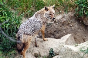 Deutsche Bundesstiftung Umwelt (DBU): DBU Naturerbe: Klimakrise begünstigt  Ausbreitung des Goldschakals