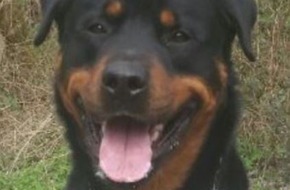 Polizei Essen: POL-E: Essen: Polizeihund "Drago" schnappt flüchtenden mutmaßlichen Einbrecher