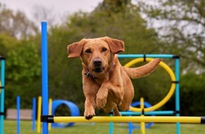 tails.com: Ausgeglichen statt aufgedreht / So bleiben aktive Hunde mental und körperlich in Balance
