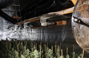 Polizeipr&auml;sidium Mittelhessen - Pressestelle: Mittelhessen: Laubach: Polizei hebt professionelle Indoorplantage aus - U-Haft